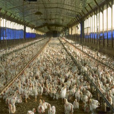 Bâtiment d'élevage avicole en charpente spatiale préfabriquée en acier professionnel