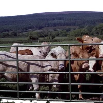 Chambre de volaille à structure en acier sur mesure avec installation rapide