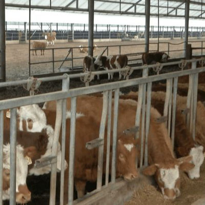 Chambre de volaille à structure en acier sur mesure avec installation rapide