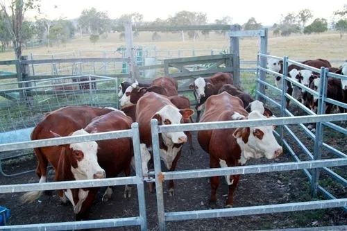 Chambre de volaille à structure en acier sur mesure avec installation rapide